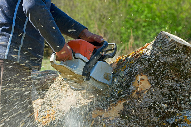 Tree and Shrub Care in Youngsville, PA